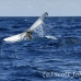 whale_humpback_h_01168_dom3418.jpg